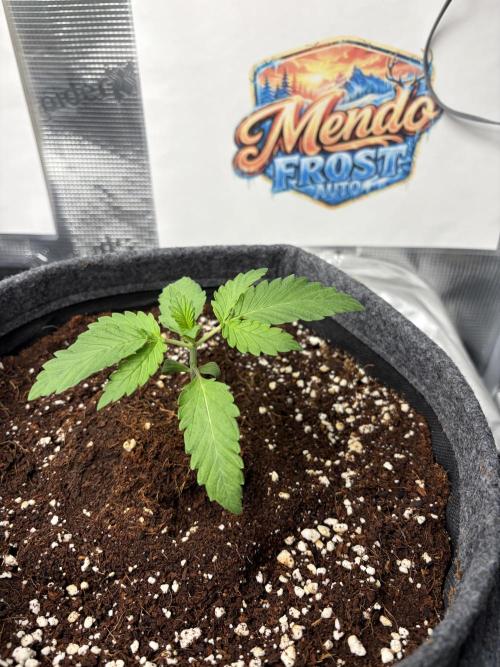 42 fast buds champions line. Week 2