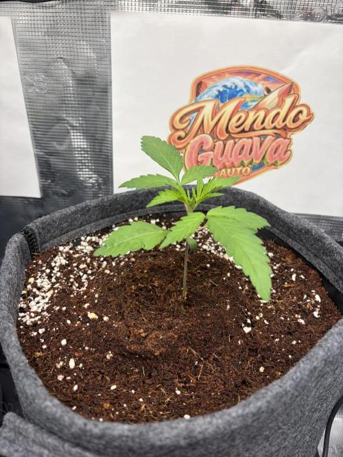 42 fast buds champions line. Week 2