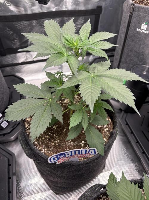 Guava and Strawberry Gorilla Auto RF3. Week 3
