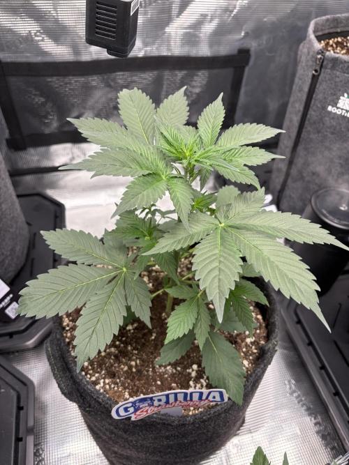 Guava and Strawberry Gorilla Auto RF3. Week 3