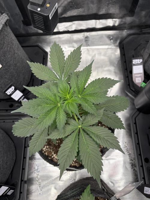 Guava and Strawberry Gorilla Auto RF3. Week 3