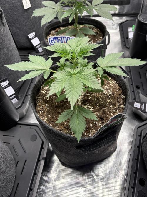 Guava and Strawberry Gorilla Auto RF3. Week 3