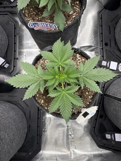 Guava and Strawberry Gorilla Auto RF3. Week 3