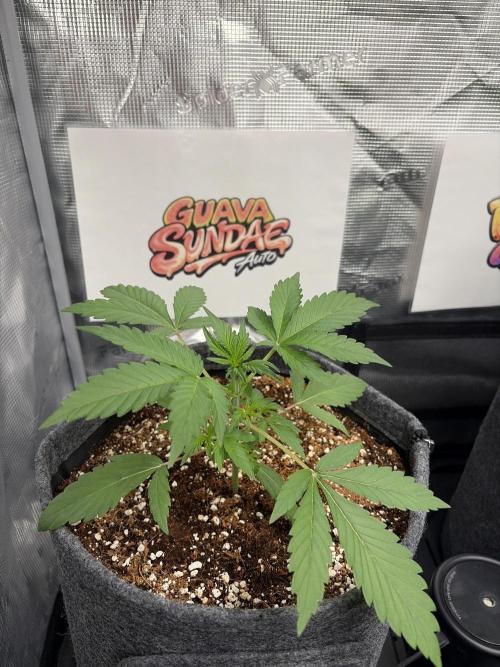 42 fast buds champions line. Week 3