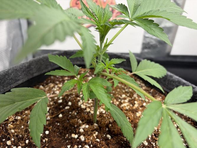 42 fast buds champions line. Week 3