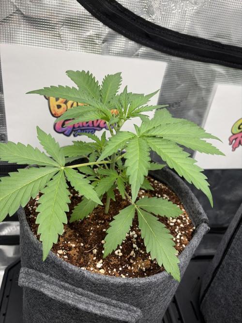 42 fast buds champions line. Week 3