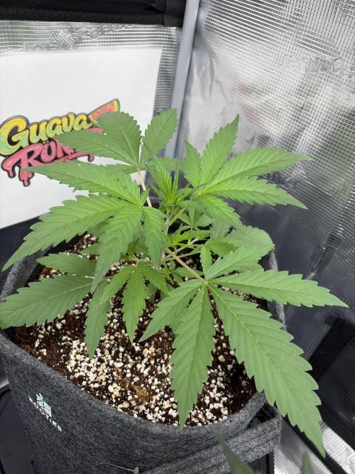 42 fast buds champions line. Week 3