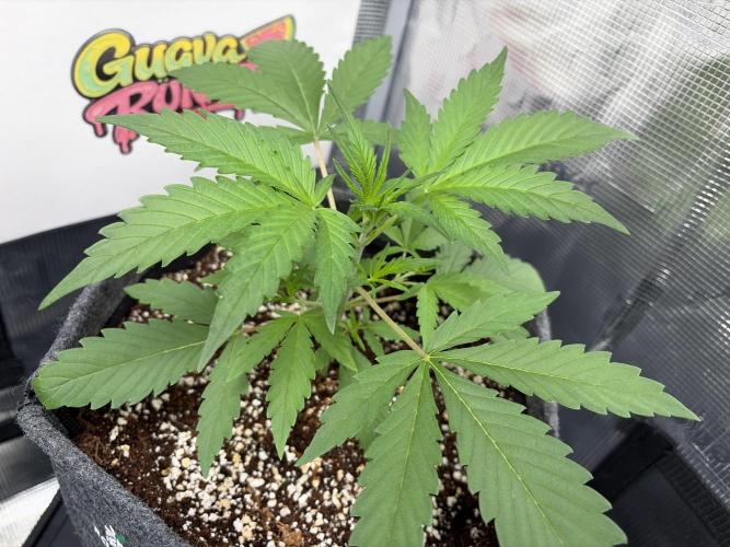 42 fast buds champions line. Week 3