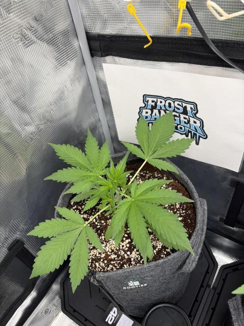 42 fast buds champions line. Week 3