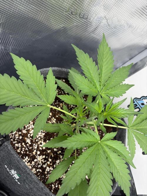 42 fast buds champions line. Week 3