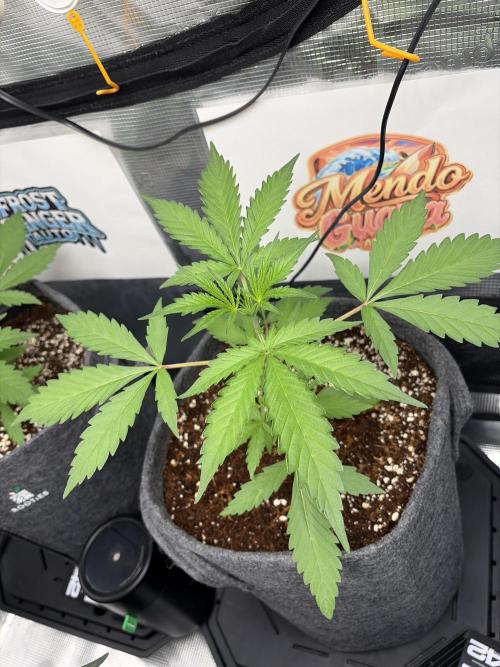 42 fast buds champions line. Week 3