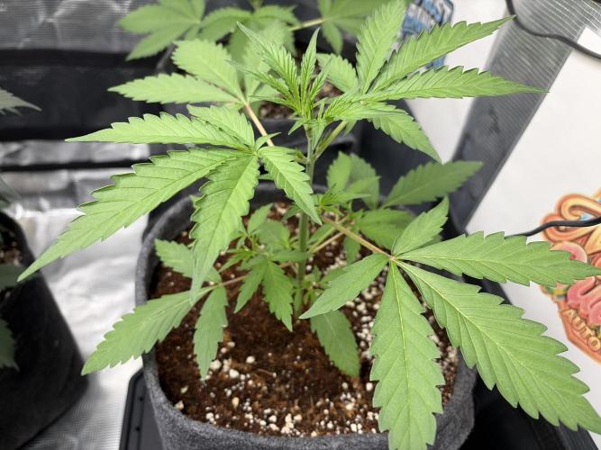 42 fast buds champions line. Week 3