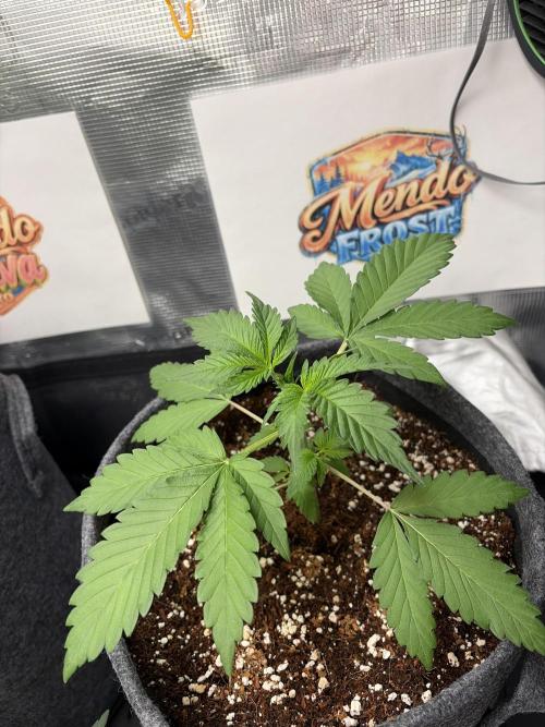 42 fast buds champions line. Week 3