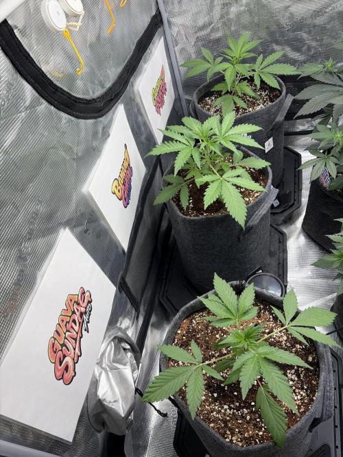 42 fast buds champions line. Week 3
