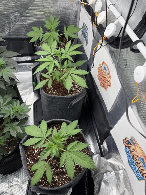 42 fast buds champions line. Week 3