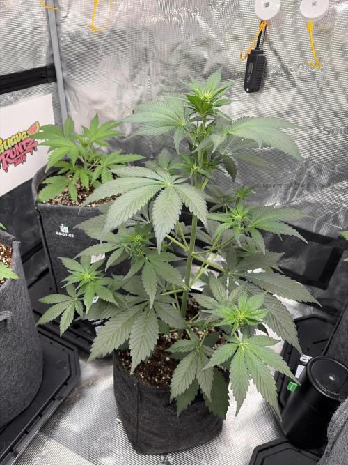Guava and Strawberry Gorilla Auto RF3. Week 4 - Strawberry after stretching