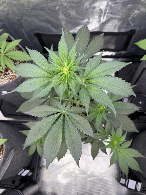Guava and Strawberry Gorilla Auto RF3. Week 4