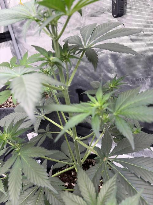 Guava and Strawberry Gorilla Auto RF3. Week 4
