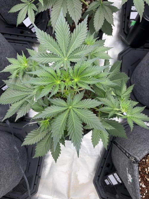 Guava and Strawberry Gorilla Auto RF3. Week 4 - Guava is a bit smaller :)