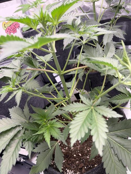 Guava and Strawberry Gorilla Auto RF3. Week 4