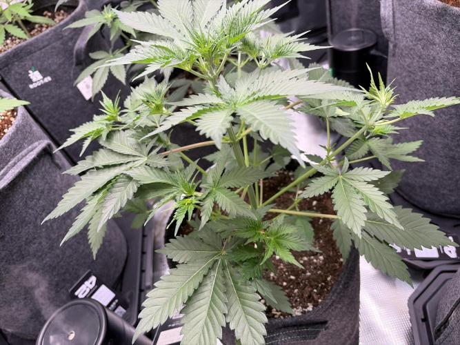 Guava and Strawberry Gorilla Auto RF3. Week 4