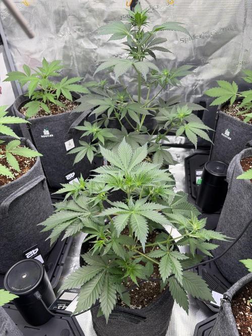 Guava and Strawberry Gorilla Auto RF3. Week 4