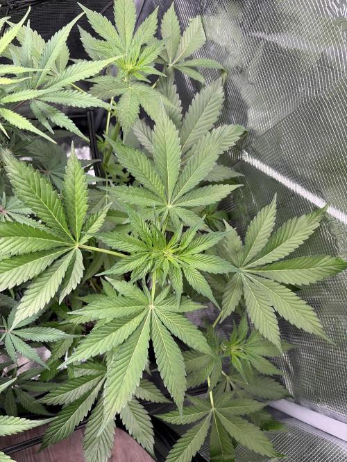 Lemon Cherry Cookies Auto. Week 5