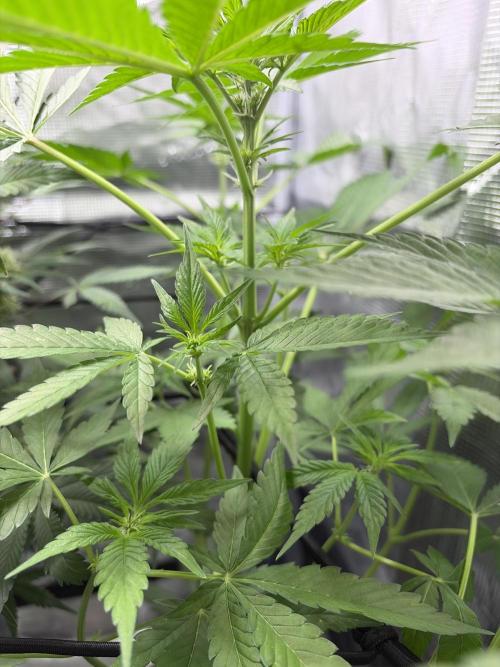 Lemon Cherry Cookies Auto. Week 5