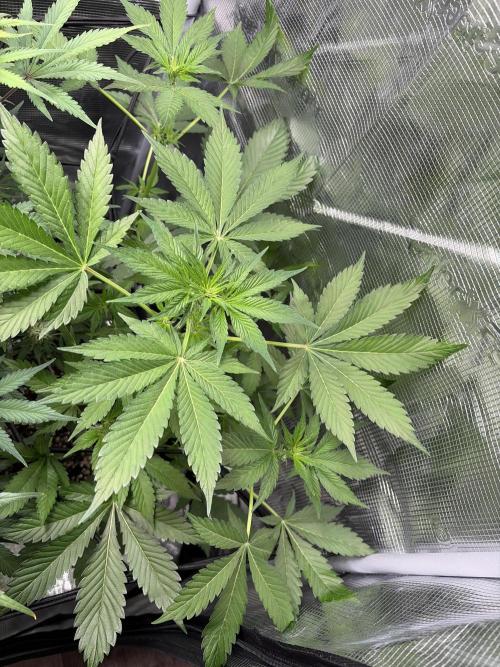 Lemon Cherry Cookies Auto. Week 5