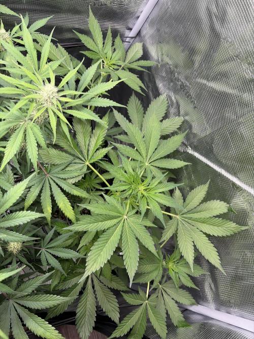 Lemon Cherry Cookies Auto. Week 5