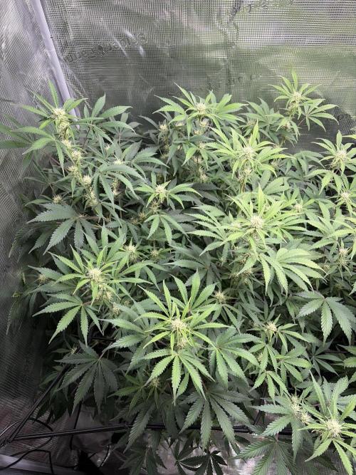 Z-Up Auto. Week 9
