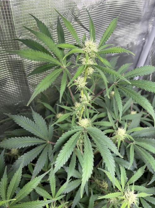Z-Up Auto. Week 9