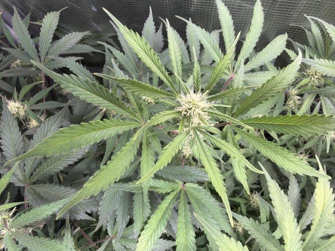 Z-Up Auto. Week 9
