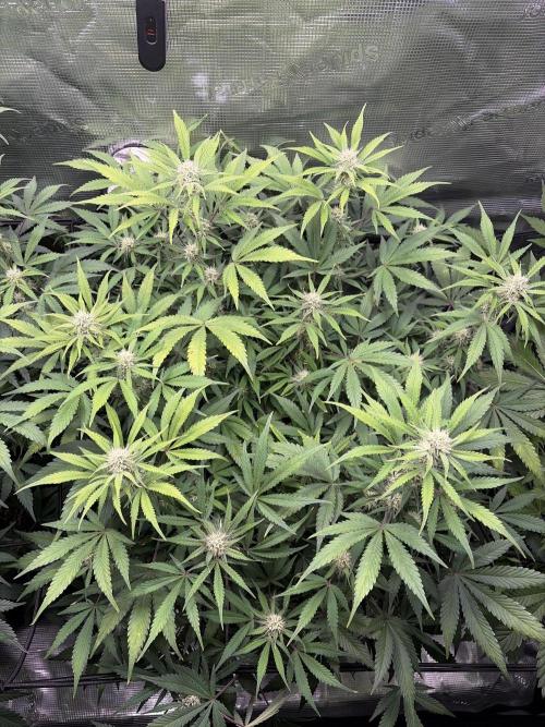 Z-Up Auto. Week 9