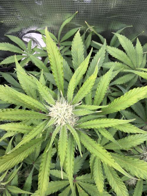 Z-Up Auto. Week 9