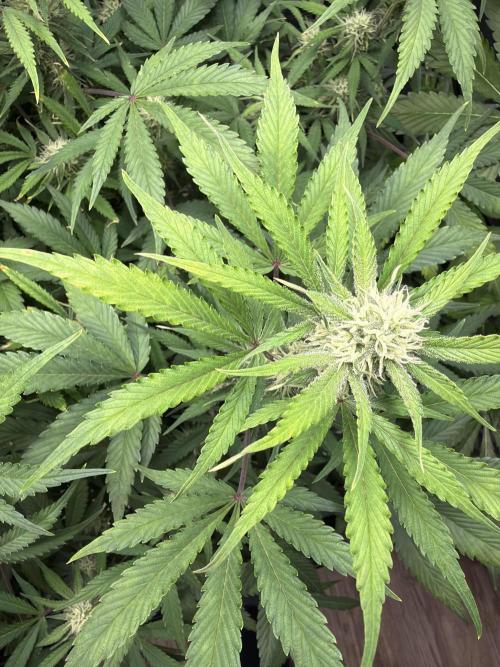 Z-Up Auto. Week 9