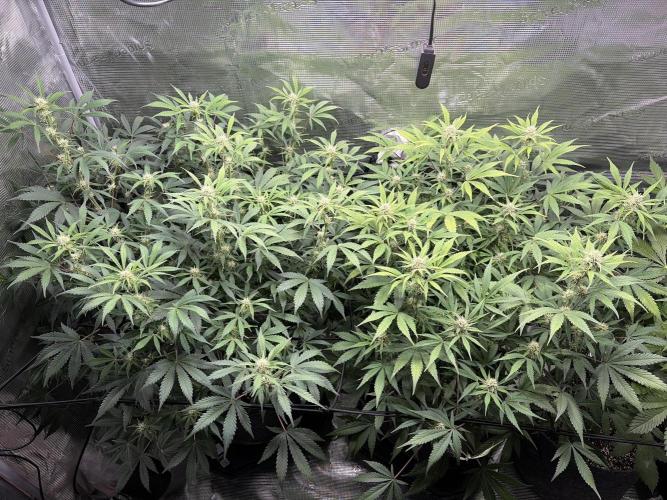 Z-Up Auto. Week 9