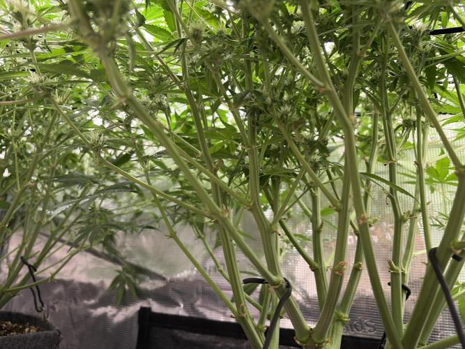 Z-Up Auto. Week 9