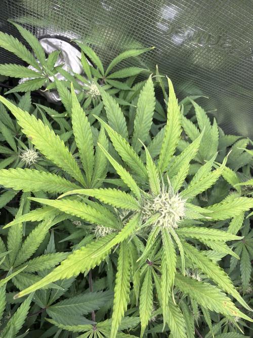 Z-Up Auto. Week 9