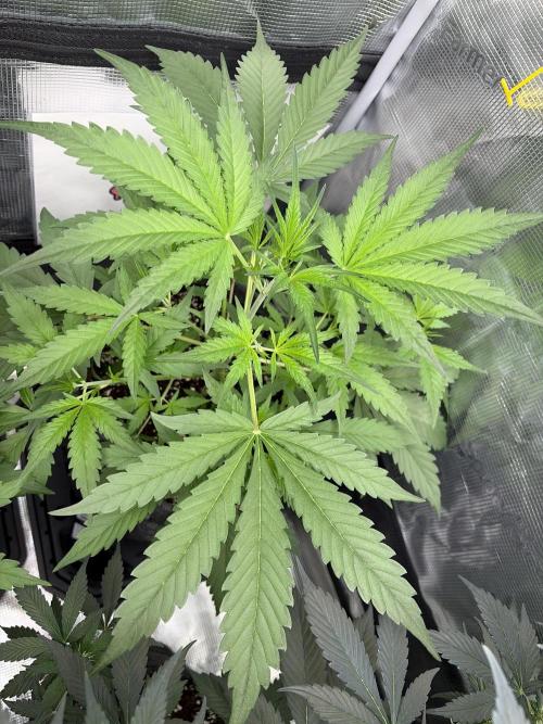 42 fast buds champions line. Week 4
