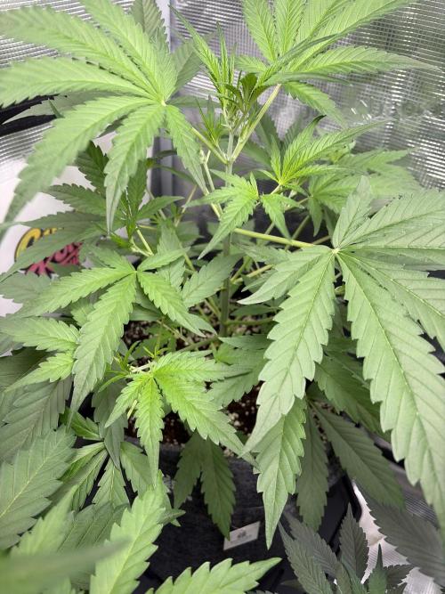 42 fast buds champions line. Week 4