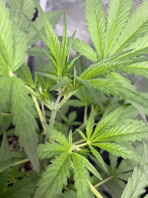 42 fast buds champions line. Week 4