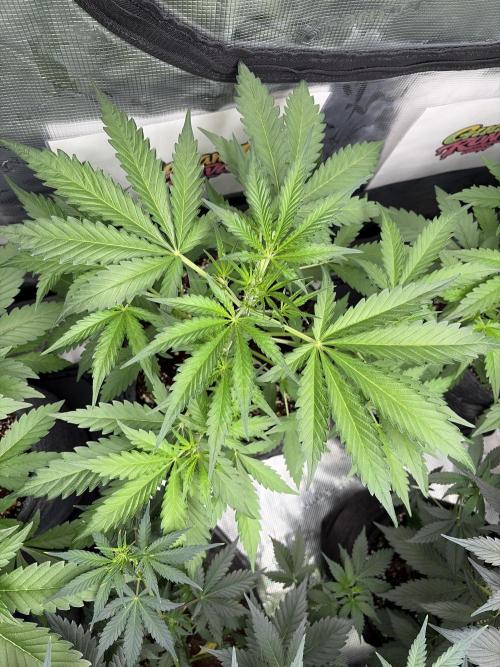 42 fast buds champions line. Week 4