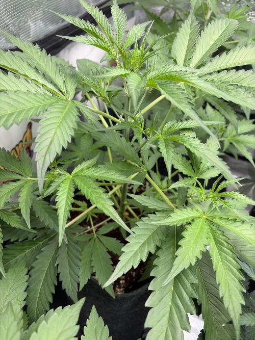 42 fast buds champions line. Week 4