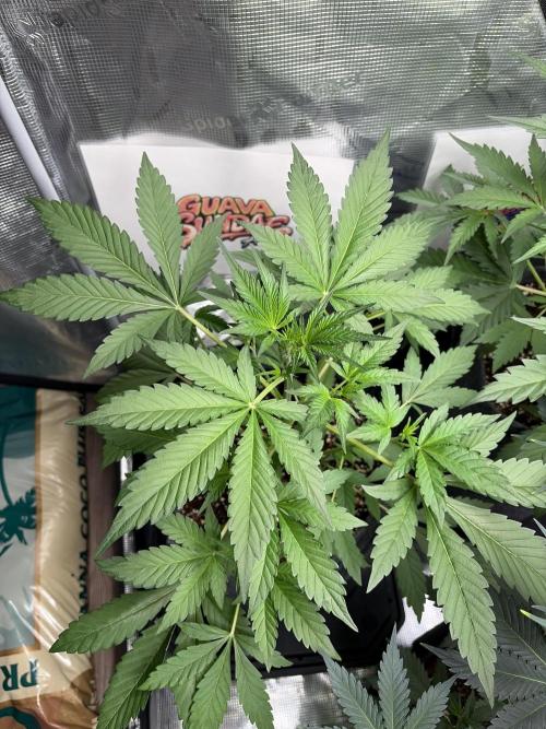 42 fast buds champions line. Week 4