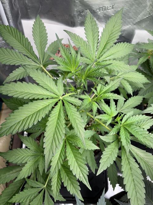 42 fast buds champions line. Week 4