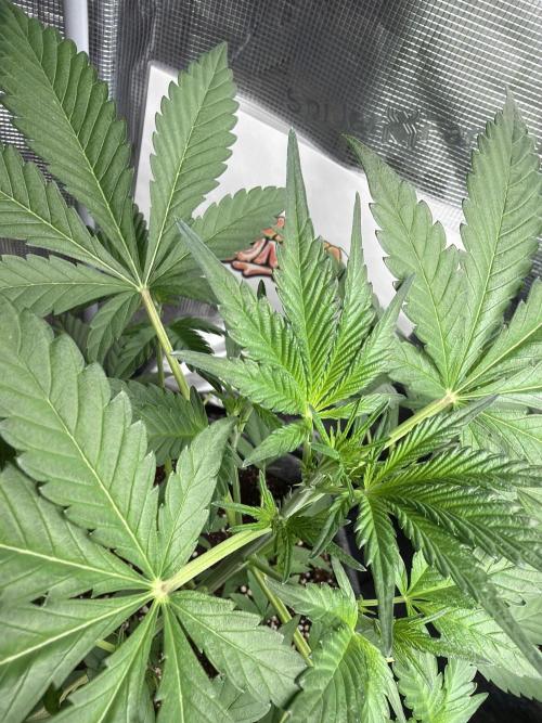 42 fast buds champions line. Week 4