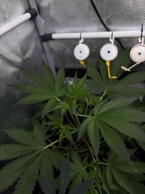 42 fast buds champions line. Week 4