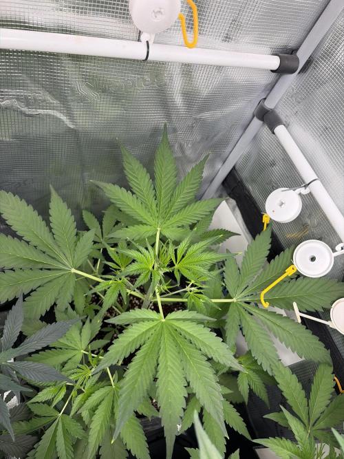 42 fast buds champions line. Week 4