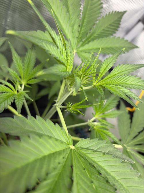 42 fast buds champions line. Week 4